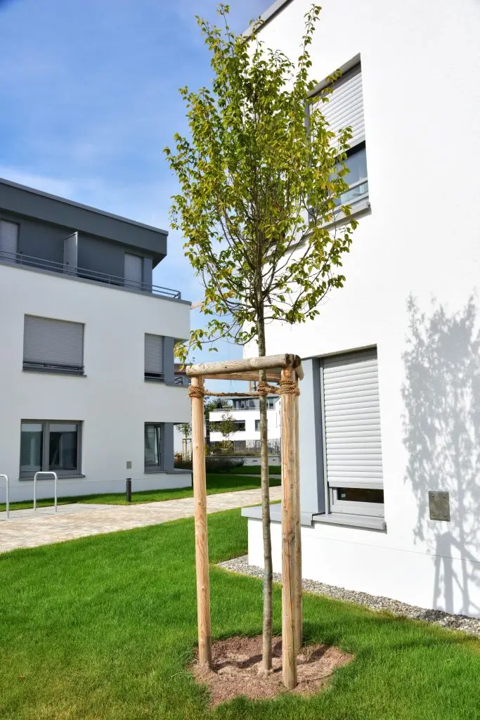 Pflanzung & Jungbaumpflege: Standort, Pflanzloch, Bewässerung