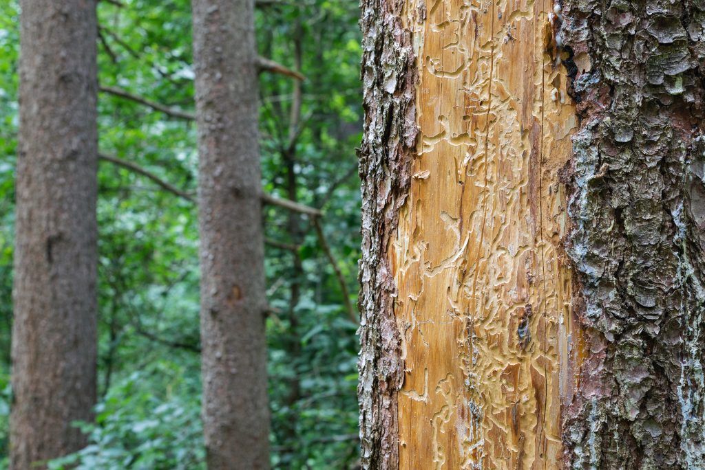 Borkenkäfer erkennen, Risiken bewerten, richtig handeln