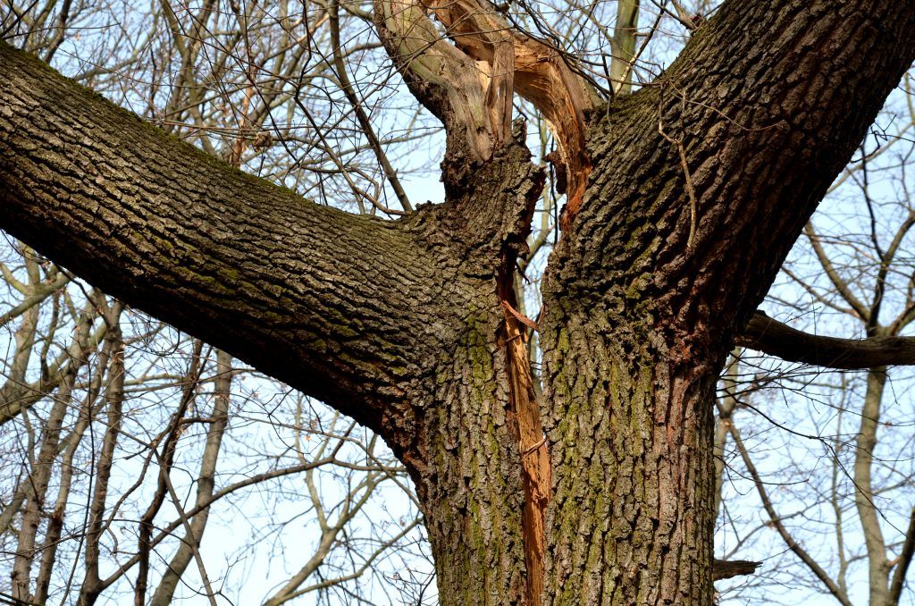 Baumkontrolle – sicher dokumentiert