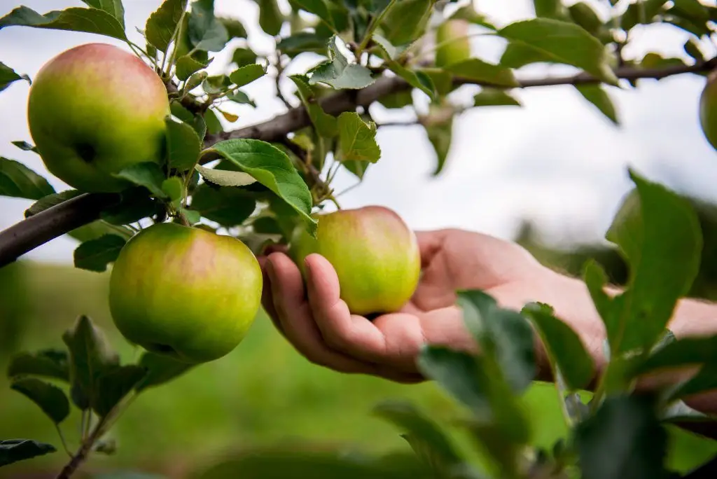 Obstbaumschnitt – Kronenaufbau & Fruchtholz