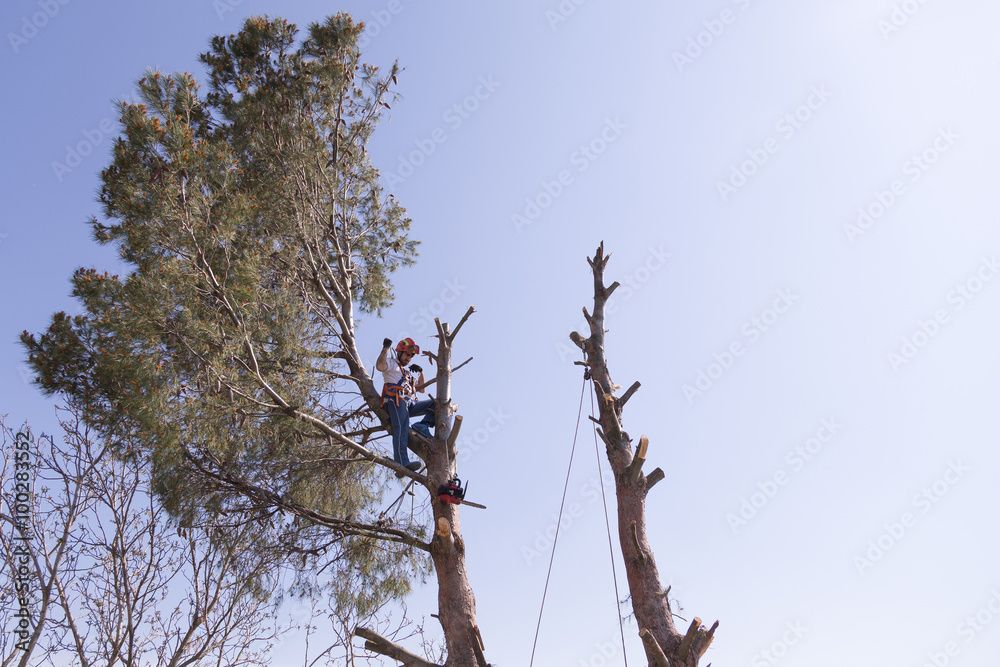 Habitatbäume: Sicherheit und Artenschutz im Bergischen Land
