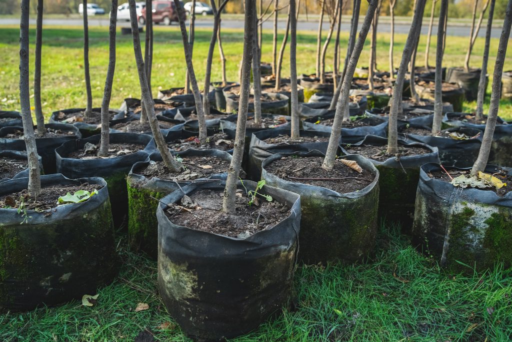 Jungbaumpflege im 1.–3. Standjahr: stabil, vital, formschön