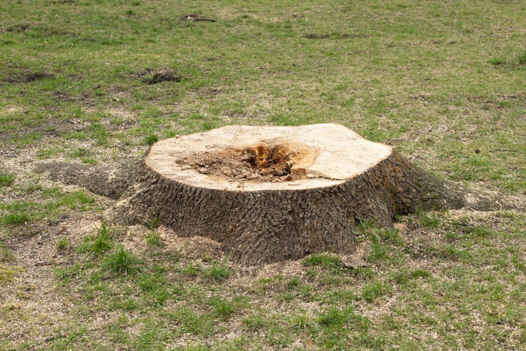 Baumstumpf-Entfernung verständlich erklärt