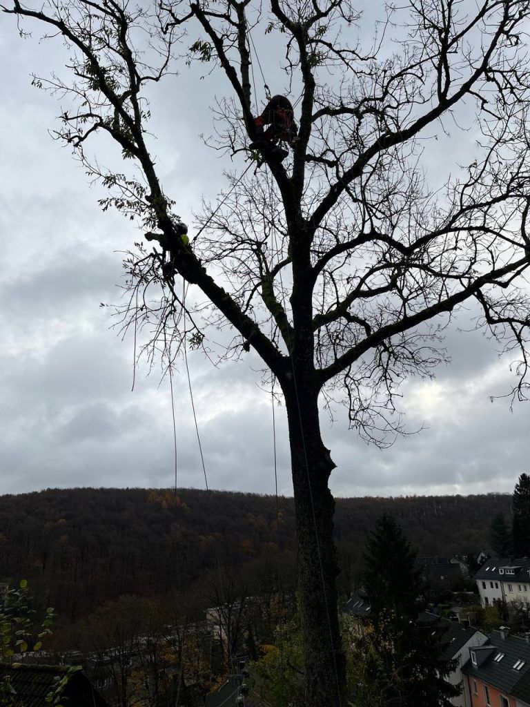 Eschentriebsterben: SKT-Fällung