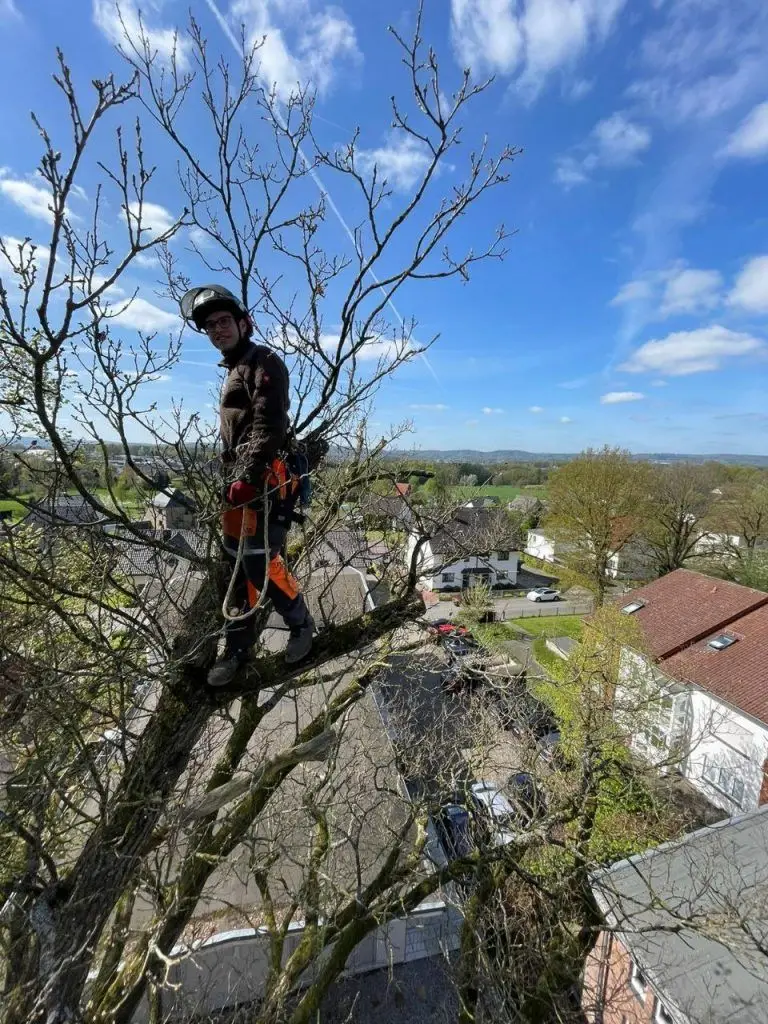 Eschentriebsterben: SKT-Fällung