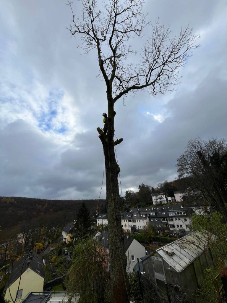 Eschentriebsterben: SKT-Fällung