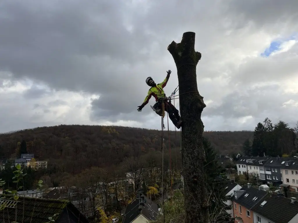 Eschentriebsterben: SKT-Fällung