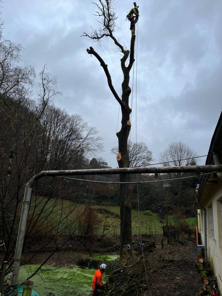 Spezialfällung: Haus & Teich
