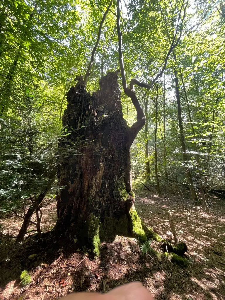 Baumkontrolle