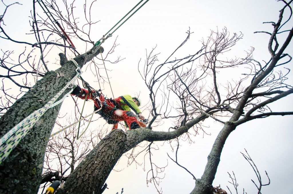 Baumpflege & Kronenpflege