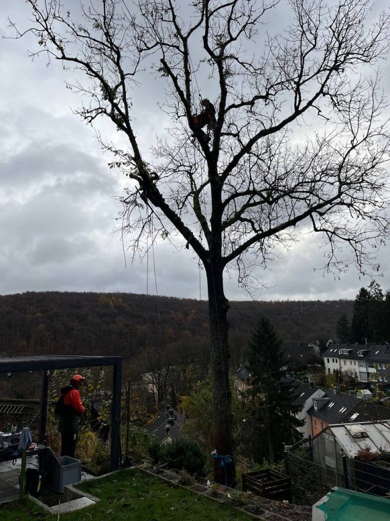Baumpflege & Kronenpflege