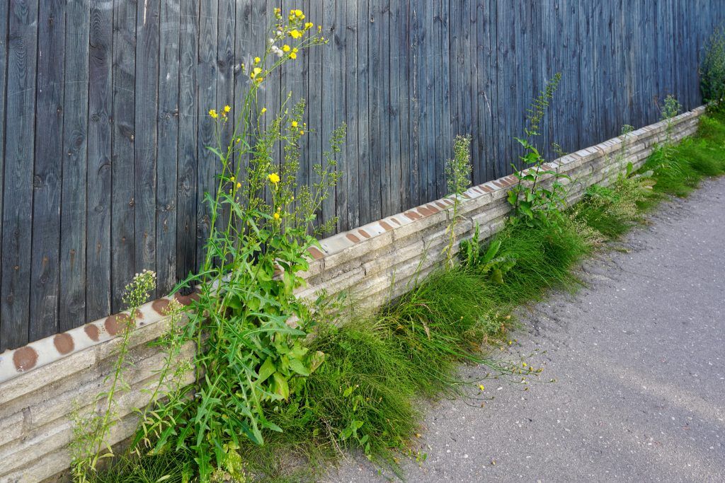 Beseitigung von Wildwuchs