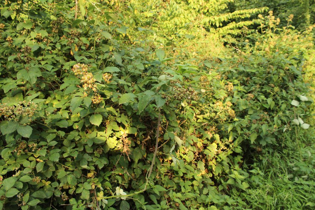 Beseitigung von Wildwuchs