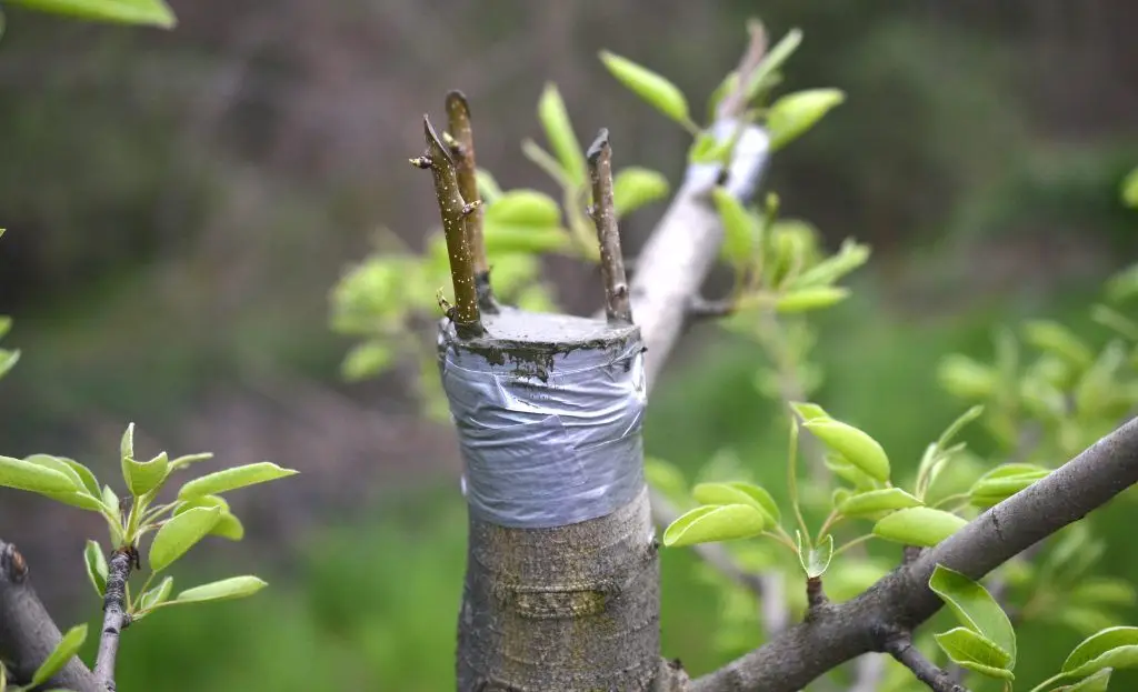 Obstbaumschnitt