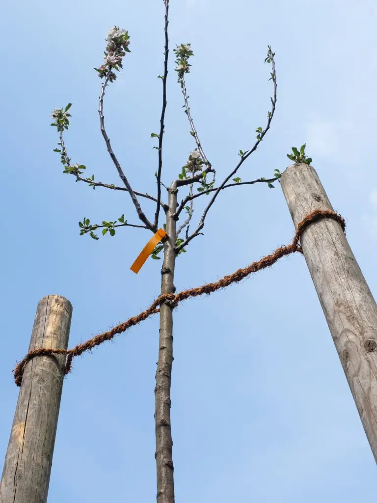 Pflanzung & Jungbaumpflege