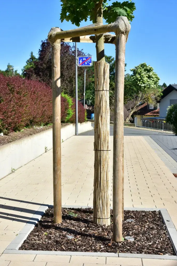 Pflanzung & Jungbaumpflege