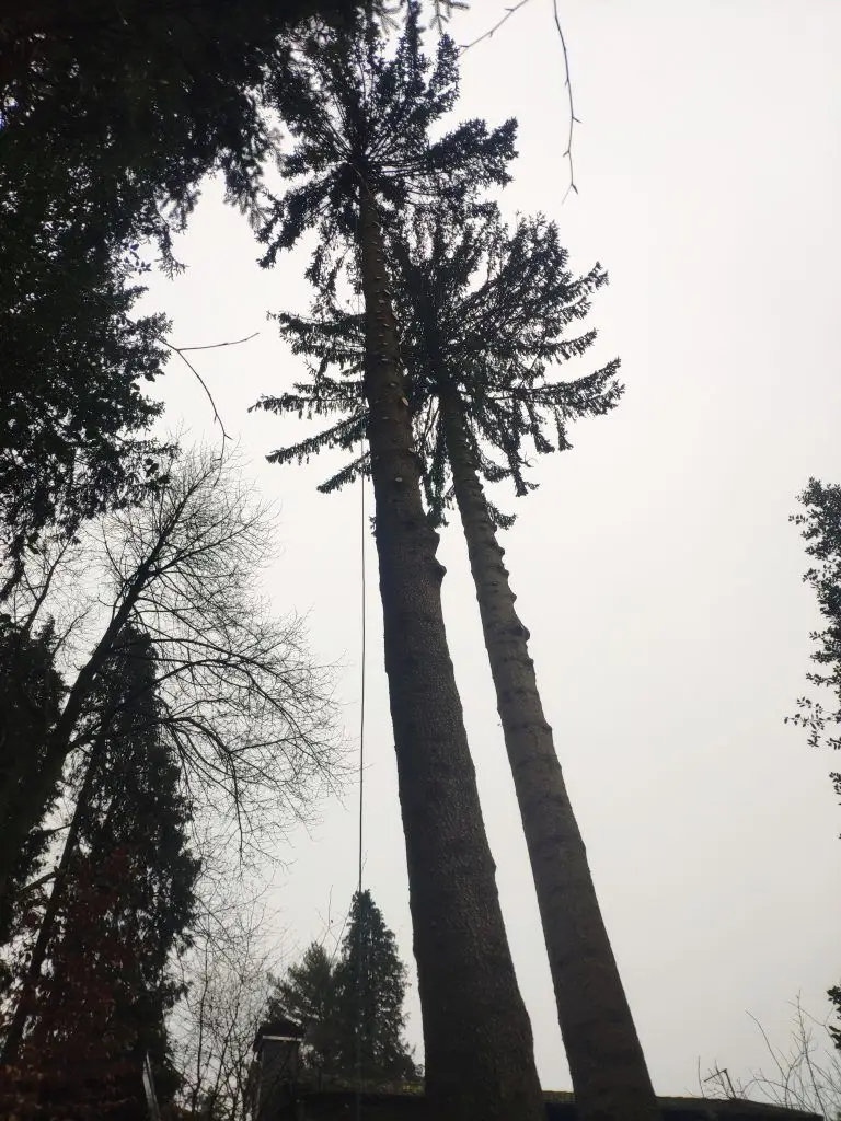 Spezialfällung hoher Baum