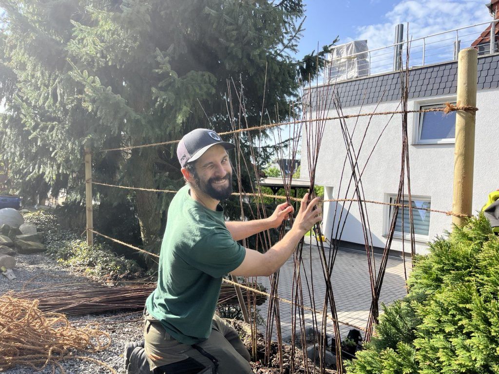 Weidenhecke als lebender Zaun