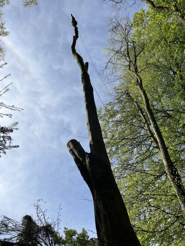 Baumpfleger bei einer Spezialfällung in Wuppertal